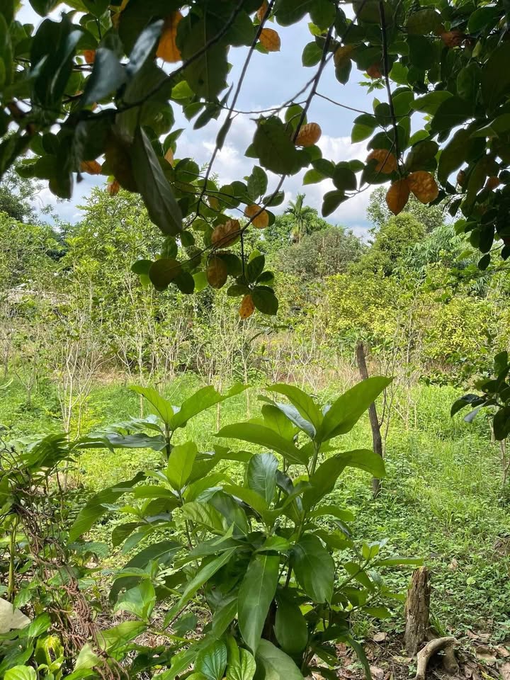 Đất nền đẹp tại Đạo Đức, Vị Xuyên, Hà Giang 300m² giá 600 triệu - Đầu tư sinh lời lý tưởng!