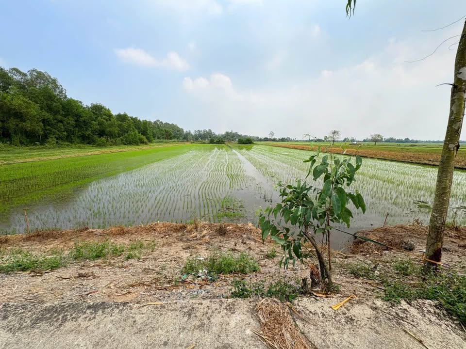 Đất nông nghiệp 29.000m² tại Xã Gáo Giồng - Giá chỉ 220 triệu/công, thương lượng!