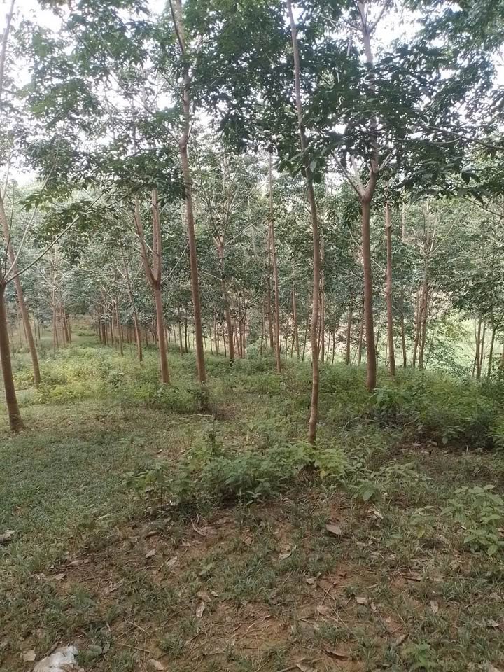 Đất nông nghiệp xã Phước Sơn, huyện Bù Đăng 26.000m² giá 1,8 tỷ - Cơ hội đầu tư hấp dẫn!