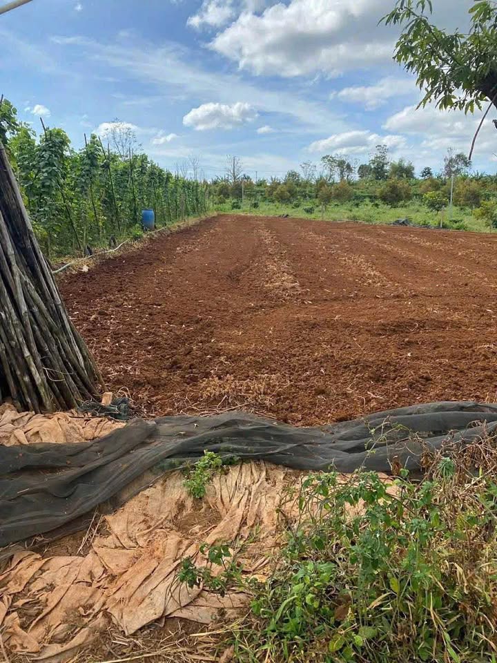 Đất nền 1000m² xã An Phú giá chỉ 599 triệu - Cơ hội đầu tư hấp dẫn!