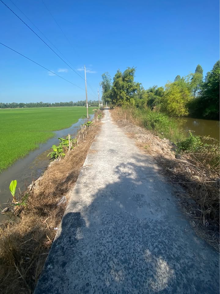 Đất nông nghiệp Phong Mỹ, Cao Lãnh 10.000m² giá 2.1 tỷ - Cơ hội đầu tư sinh lời!