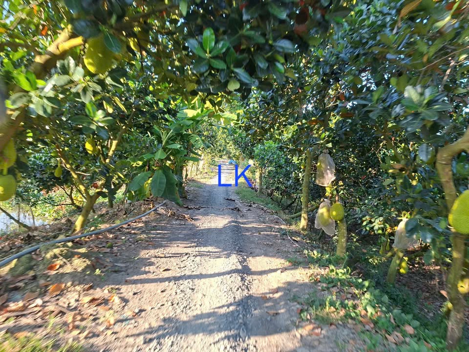 Đất nông nghiệp 2.000m² tại Xã Mỹ Hội, Huyện Cao Lãnh giá 700 triệu - Đầu tư sinh lời!