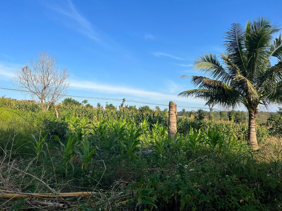 Đất nền Thôn 9, Xã Ea Drông 700m² giá chỉ 195 triệu - Sổ hồng chính chủ!