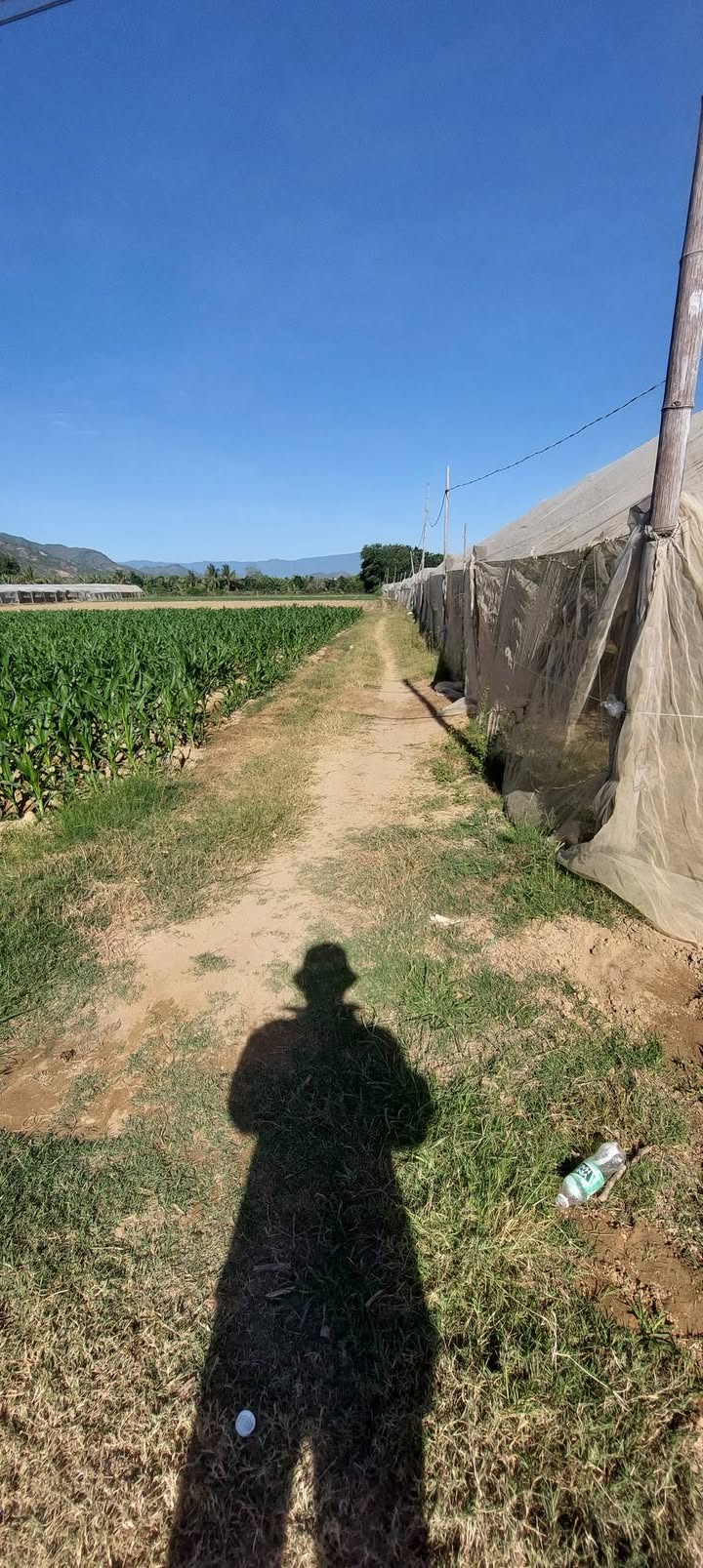 Đất nông nghiệp 3000m² tại Phước Hậu, Khánh Hòa - Giá chỉ 550 triệu, thương lượng!