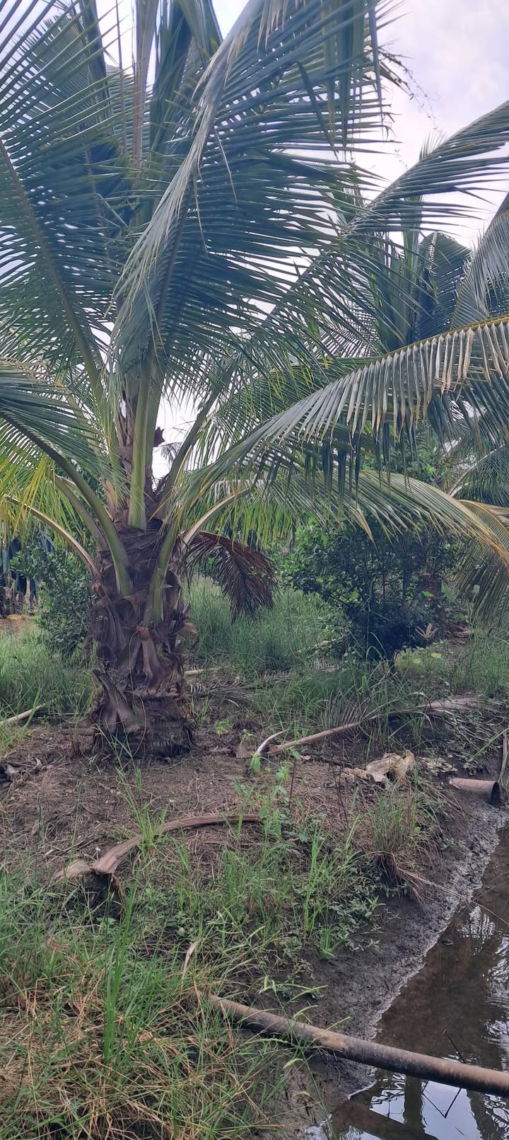 Đất nền Ấp Bình Ninh, Xã Đăng Hưng Phước, 1905m² giá 700 triệu - Cơ hội đầu tư tuyệt vời!