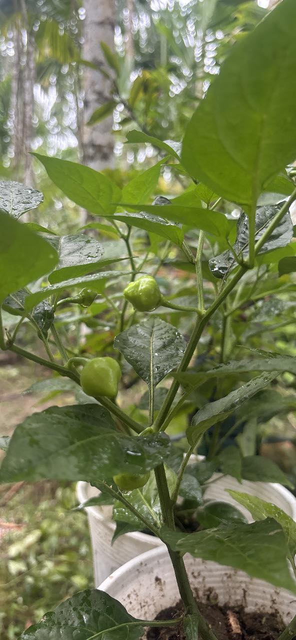 Đất nền liền kề Hành Trung, Nghĩa Hành, 150m² giá chỉ 400 triệu - Cơ hội đầu tư hấp dẫn!