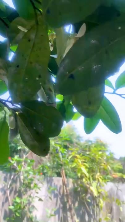 Biệt thự sân vườn Phường Tân Dân 1444.9m² giá 15 tỷ - Cơ hội sở hữu tuyệt vời!