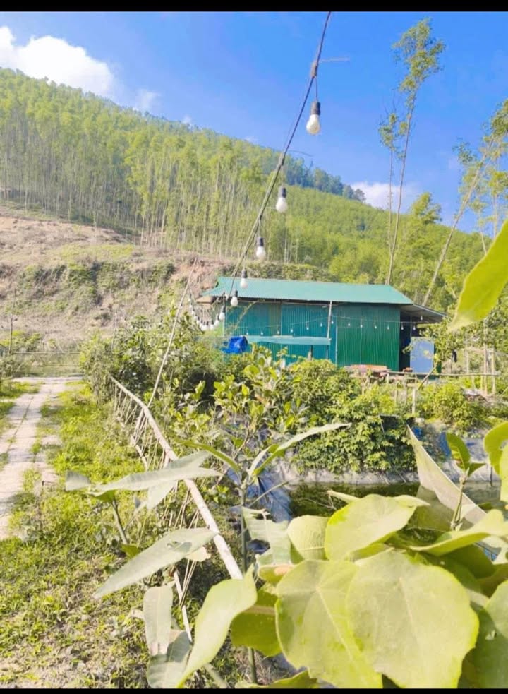 Trang Trại 1500m² Hà Tĩnh - Bám TL21, Giá Tốt