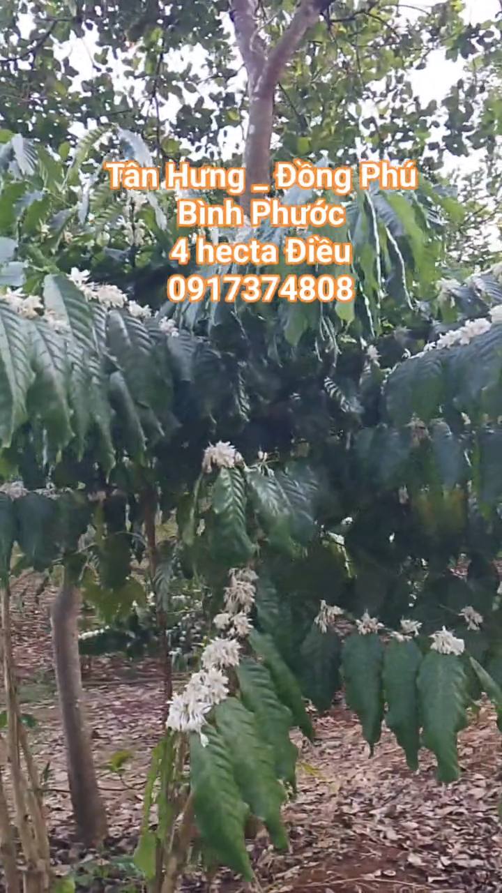 Farm Tân Hưng, Đồng Phú, Bình Phước 4ha giá 7.6 tỷ - Đầu tư sinh lời!