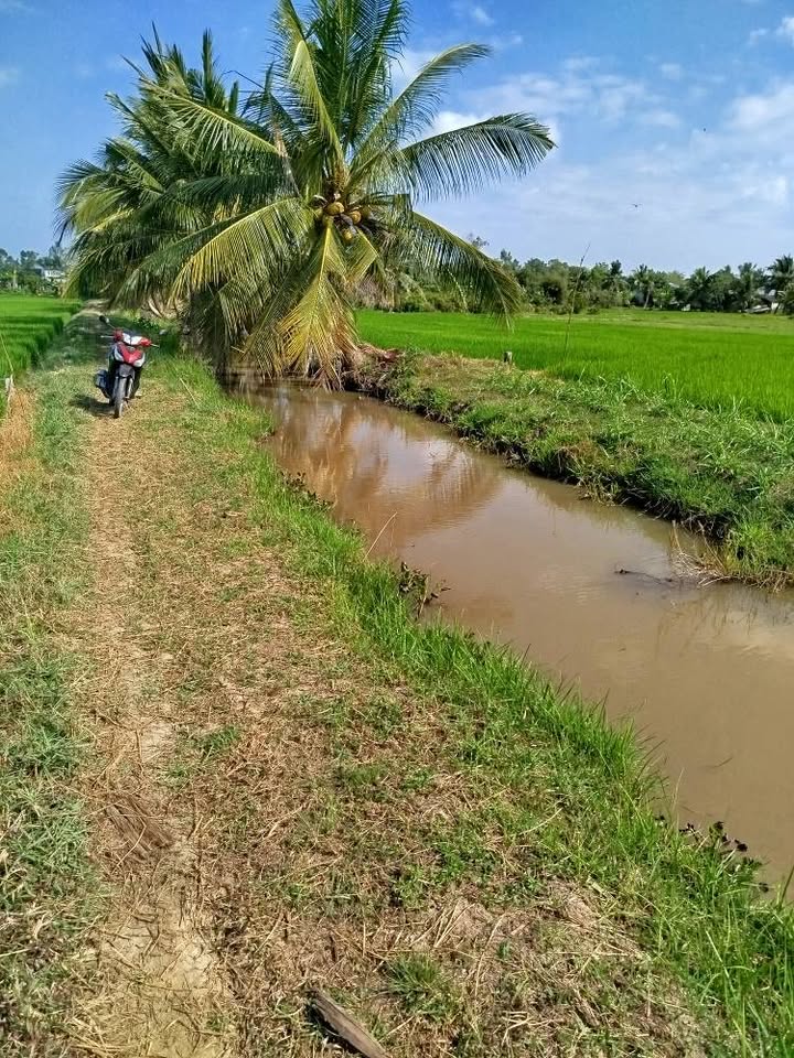 Đất nông nghiệp 3.290m² tại ấp Tân Ngại, Trà Vinh - Cơ hội đầu tư giá tốt!