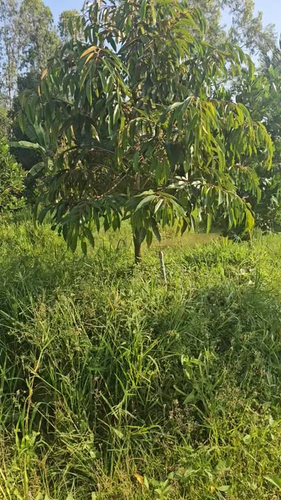 Đất trồng sầu riêng 17.000m² tại Mỹ Hạnh Trung, chỉ 9.35 tỷ - Cơ hội đầu tư hấp dẫn!