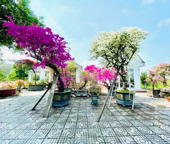 Đất thổ cư Củ Chi 10.000m² giá 25 tỷ - Cơ hội đầu tư hiếm có!