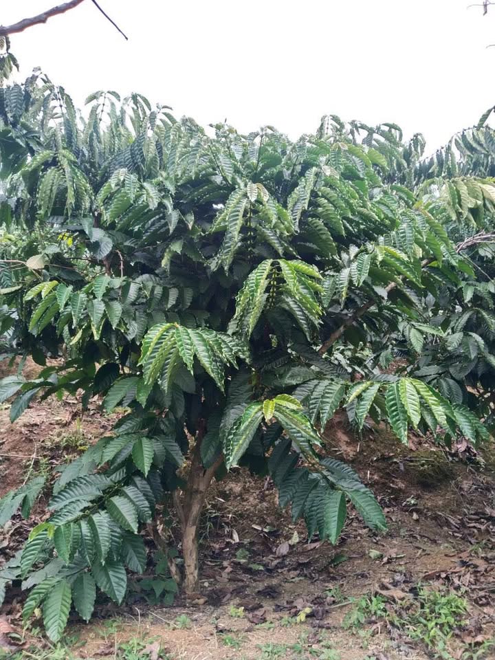 Lô đất cà phê và sầu riêng Đắk R'Măng 2.2ha giá 2.6 tỷ - Đầu tư sinh lời ngay!