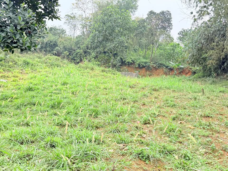 Farm nghỉ dưỡng Lương Sơn Hòa Bình 1856m² giá 1.856 tỷ - Thiên nhiên tươi đẹp!