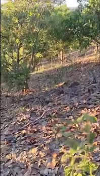 Vườn điều 4ha đường nhựa QL14C xã Ia Pnôn - Giá chỉ 570 triệu!