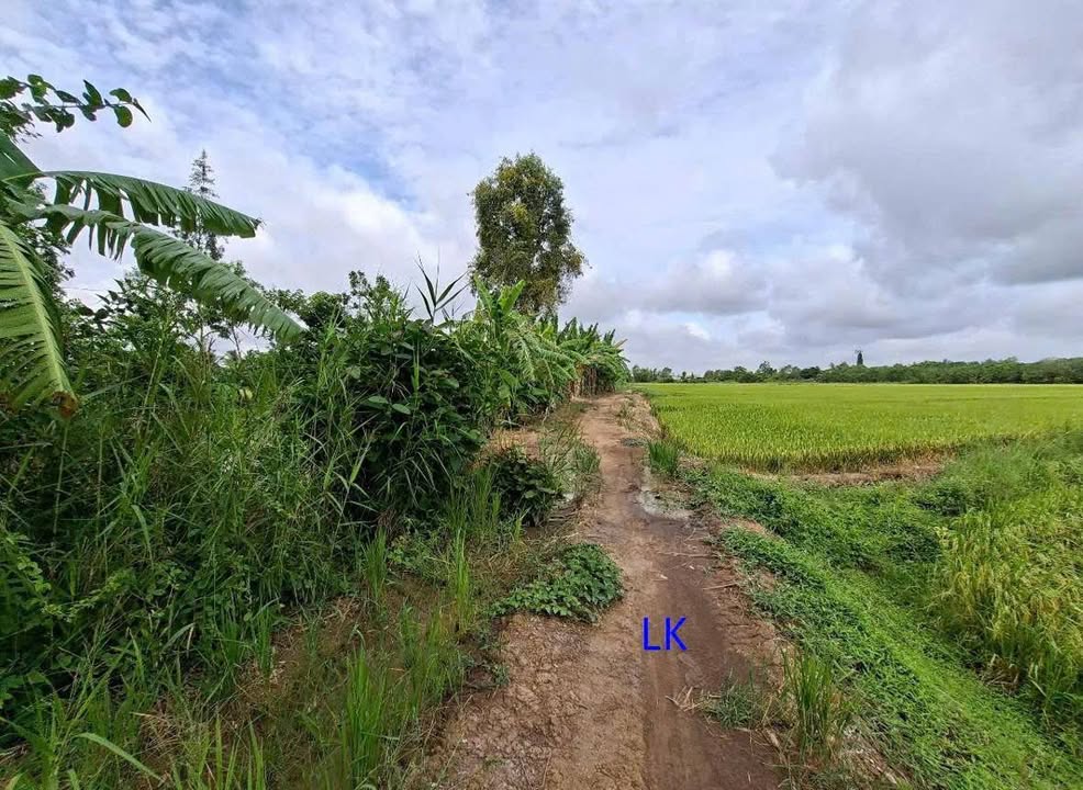 Bán Đất Lúa 1500m² Đồng Tháp - Giá Tốt, Sổ Đỏ Rõ Ràng