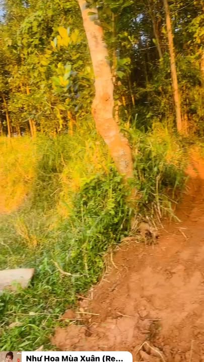 Farm Vườn Thăng Phú Đà Nẵng 2800m² giá chỉ 900 triệu - Cơ hội đầu tư tuyệt vời!