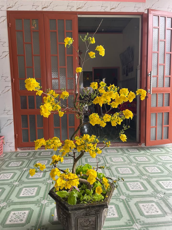 Nhà cấp 4 Điện Thắng Bắc 60m² giá 550 triệu - Sẵn sàng vào ở ngay!