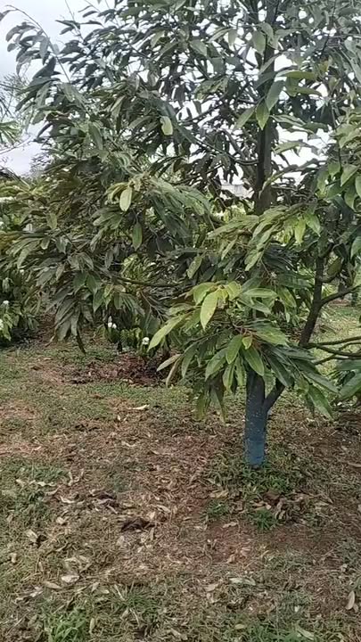 Đất nông nghiệp 7200m² tại xã Hòa Tiến, huyện Krông Pắc - Giá 2 tỷ, thương lượng tốt!