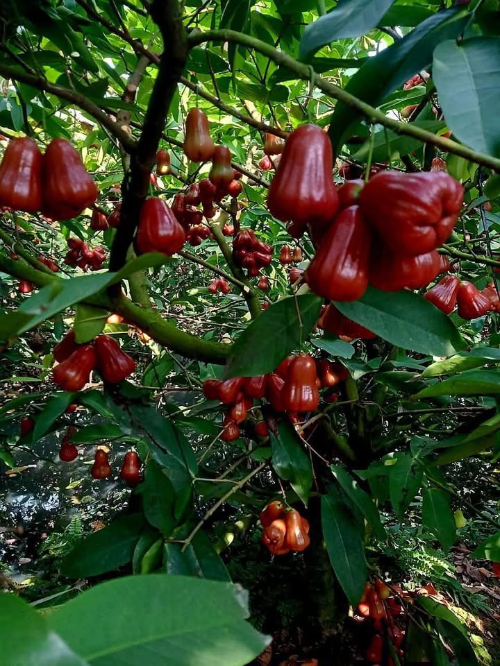 Đất nền 1000m² tại Hòa Hưng, Cái Bè giá 600 triệu - Cơ hội đầu tư tuyệt vời!