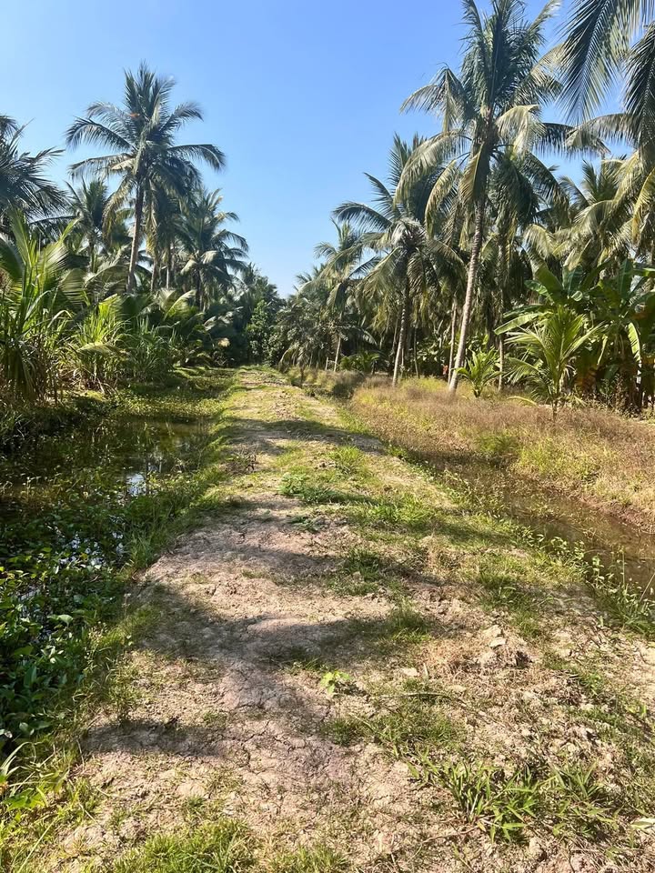 Đất vườn dừa 9.5 công tại Vang Quới Đông, Bến Tre - Giá chỉ 2.09 tỷ!