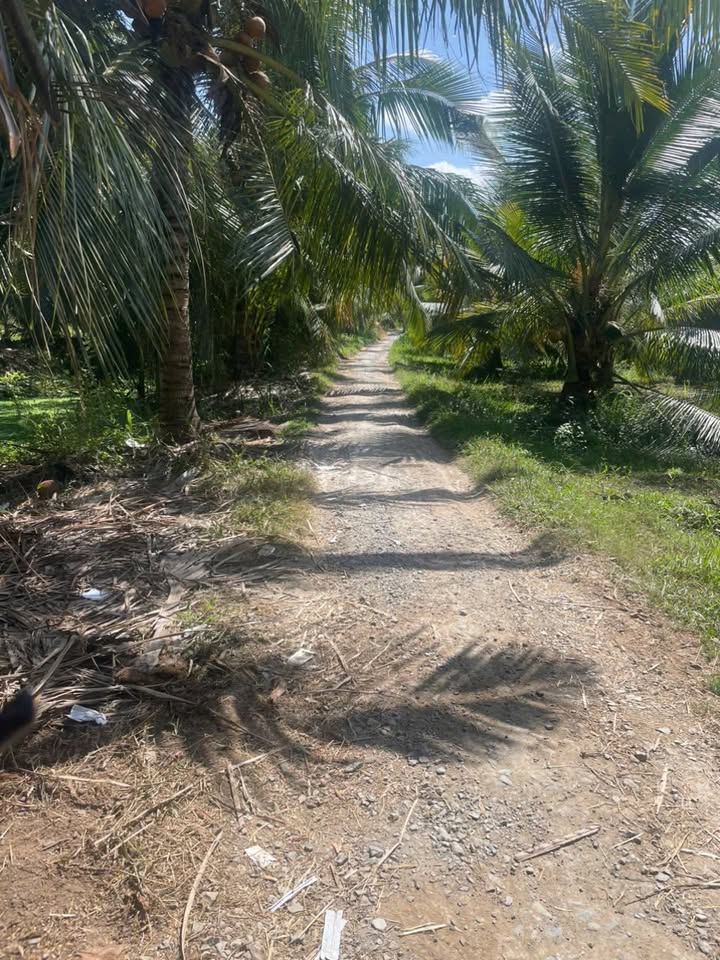 Đất vườn tại Bình Thành, Giồng Trôm 4000m² giá 1.4 tỷ - Đầu tư sinh lời ổn định!