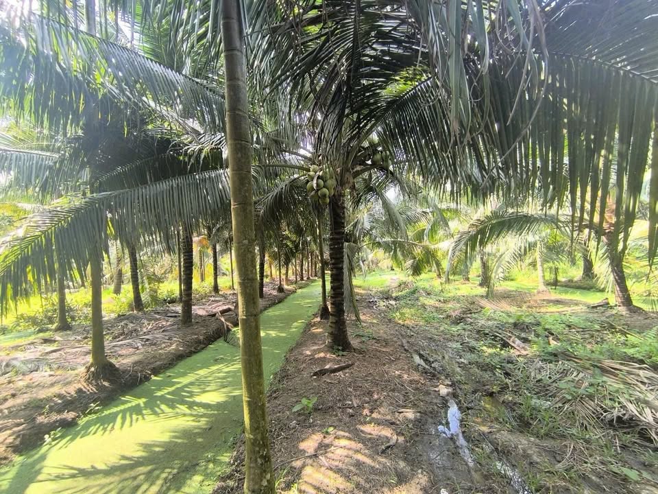 Đất vườn dừa 3500m² tại Bình Thành, Giồng Trôm - Giá tốt chỉ 3 tỷ