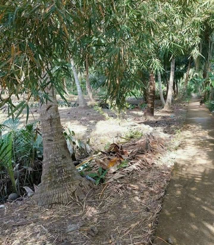 Đất vườn dừa 2000m² tại Thuận Điền, Giồng Trôm - Giá chỉ 999 triệu!