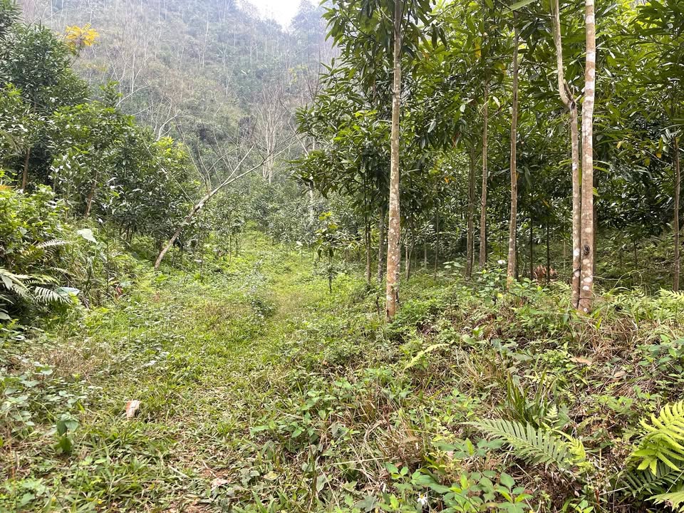 Đất trang trại 30.000m² tại Ngọc Lập, Yên Lập - Gần Quốc lộ 70, giá thỏa thuận!