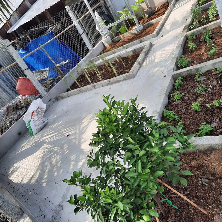 Nhà riêng Xã Thạnh Lộc, Huyện Châu Thành, 117m² giá chỉ 600 triệu - Không gian sống xanh lý tưởng!