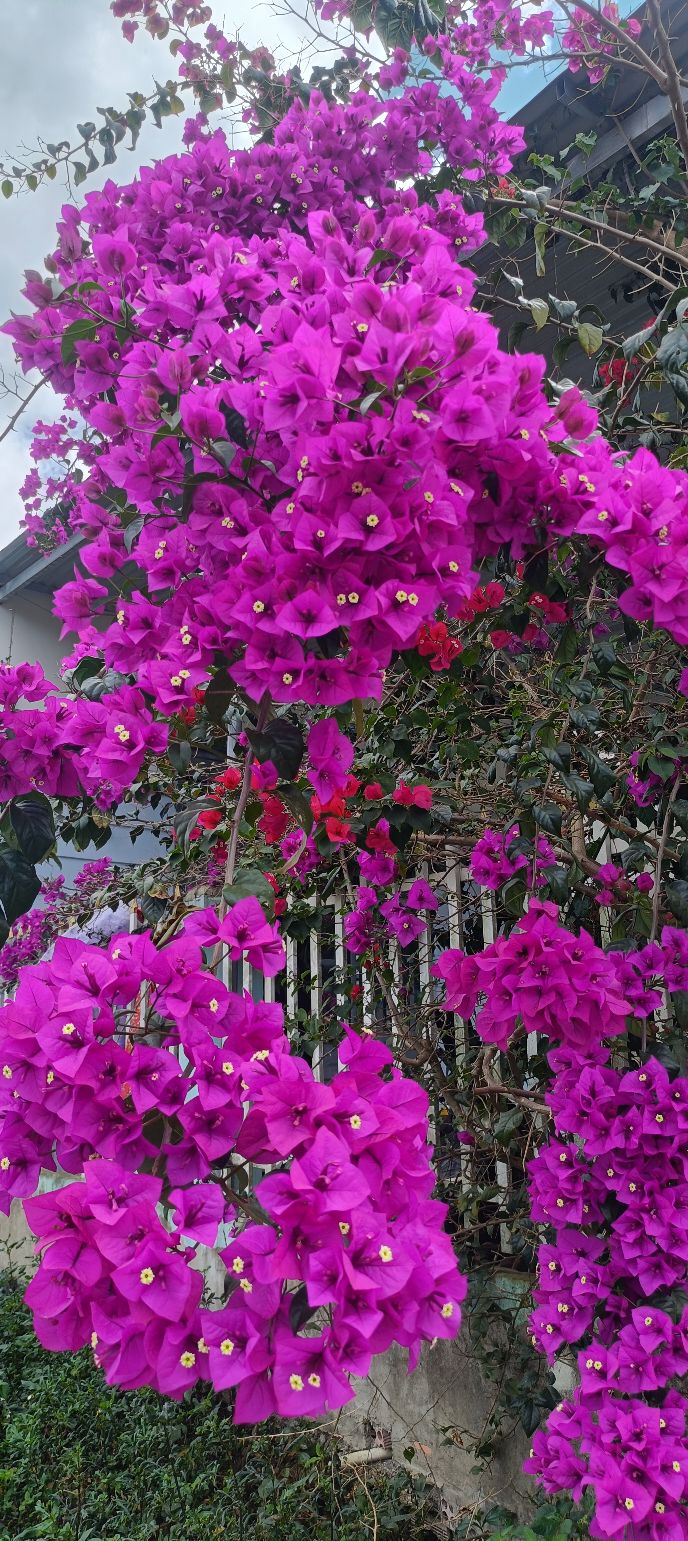 Đất thổ cư 120m² tại Tân Lạc, Bảo Lâm chỉ 320 triệu - Cơ hội đầu tư lý tưởng!