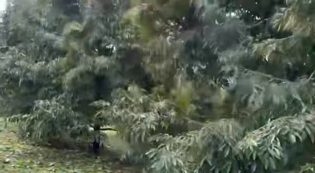 Farm Đắk Ru 1,7ha giá 3,1 tỷ - Đầu tư sinh lời từ sầu riêng!