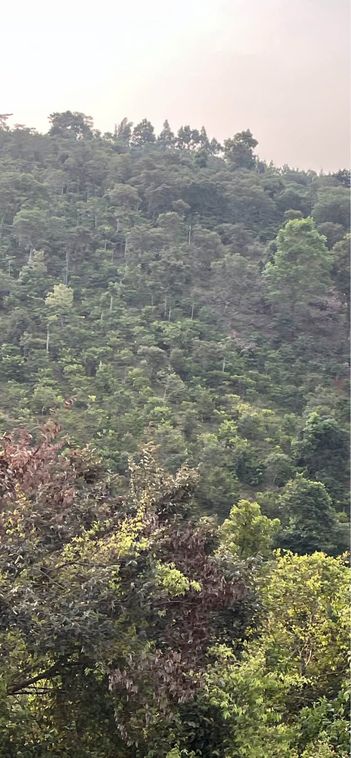 Đất vườn 1620m² tại Thị trấn Kiến Đức giá 1 tỷ - Tiềm năng sinh lời cao!