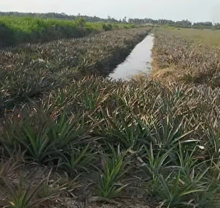 Đất Farm 16.000m² tại Thị trấn Mỹ Phước, Giá 2.56 tỷ - Cơ hội đầu tư hấp dẫn!