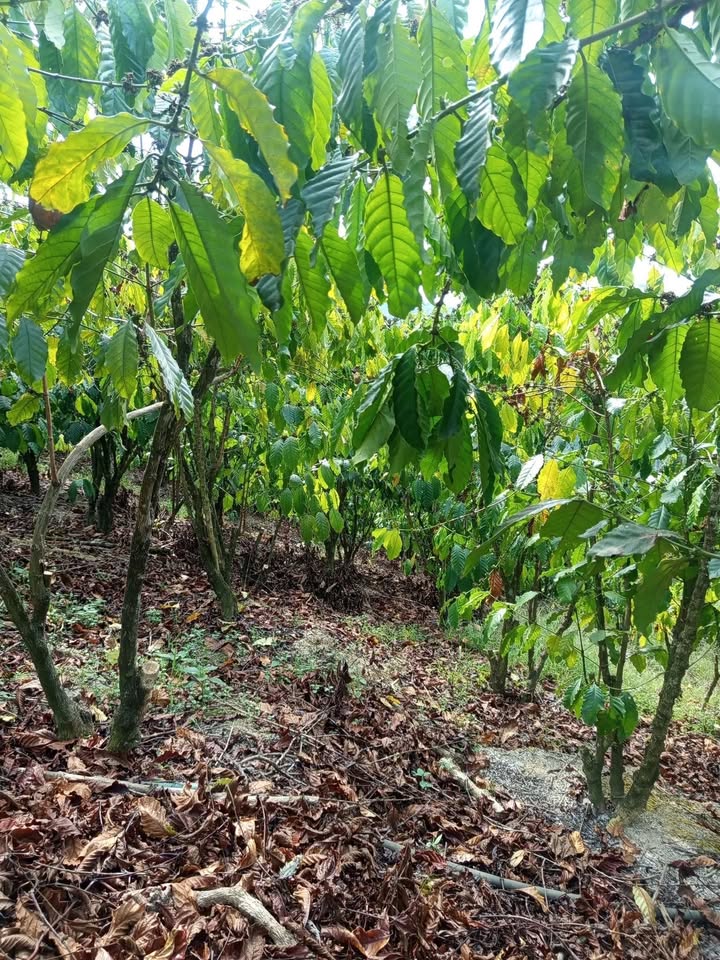 Đất nền Di Linh 15.000m² giá 2.2 tỷ - Sổ hồng chính chủ, thương lượng ngay!