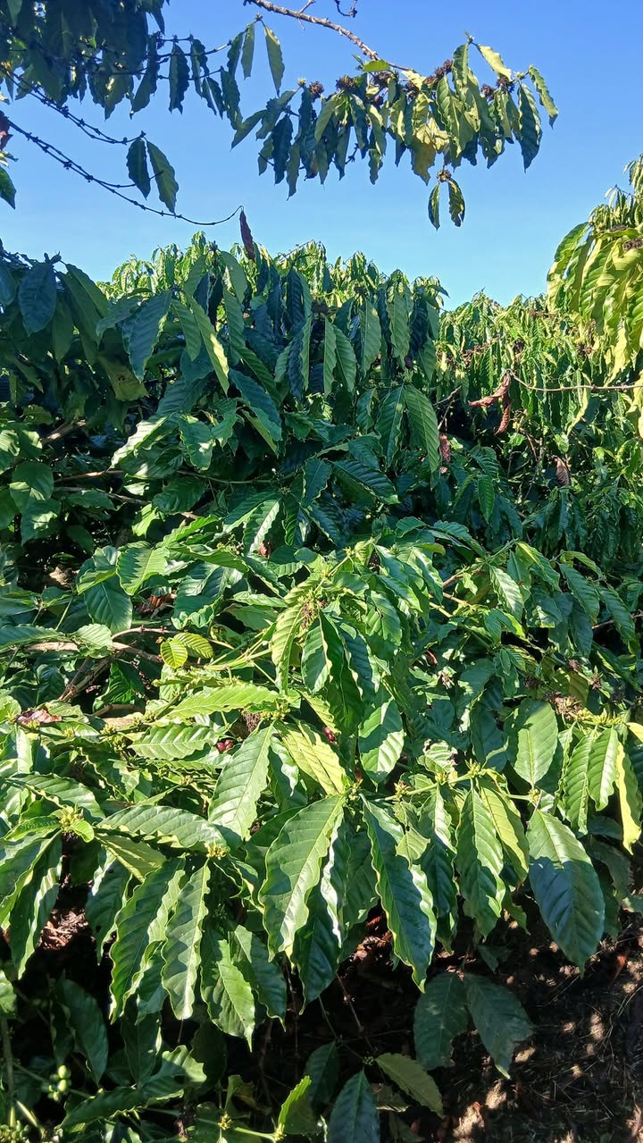 Đất nền Hòa Bắc, Di Linh 32,400m² giá 4 tỷ - Cơ hội đầu tư sinh lời!