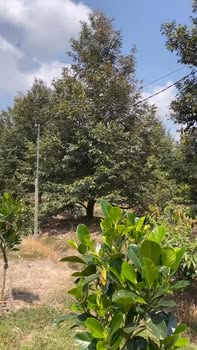 Farm 37.000m² Đồng Tháp - Đang Cho Trái Ngọt