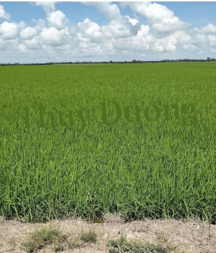 Đất vườn Tân Kiều 9000m² giá 2.34 tỷ - Đầu tư sinh lời hấp dẫn!