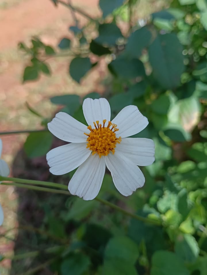 Đất Farm Thôn 7, Xã Ia Nhin, 7200m² giá 1.05 tỷ - Đầu tư sinh lời ngay!