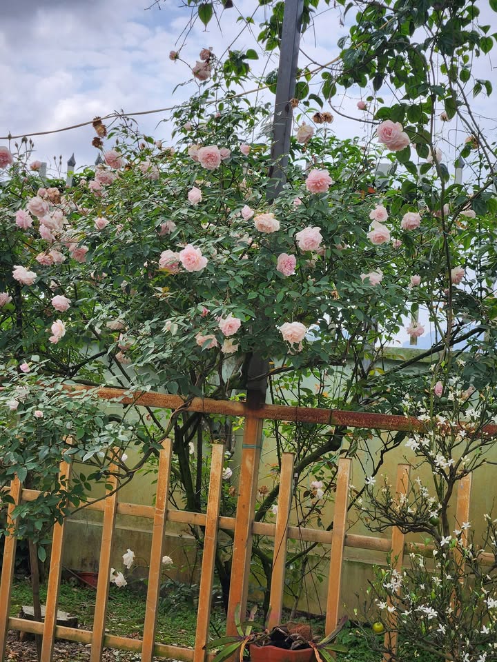 Đất nền Đông Yên, Thanh Hóa 100m² giá 1.2 tỷ - Cơ hội đầu tư hiếm có!