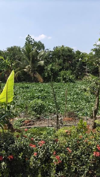 Đất nền mặt tiền huyện lộ 68, 585m² giá 1.17 tỷ - Sổ hồng chính chủ!