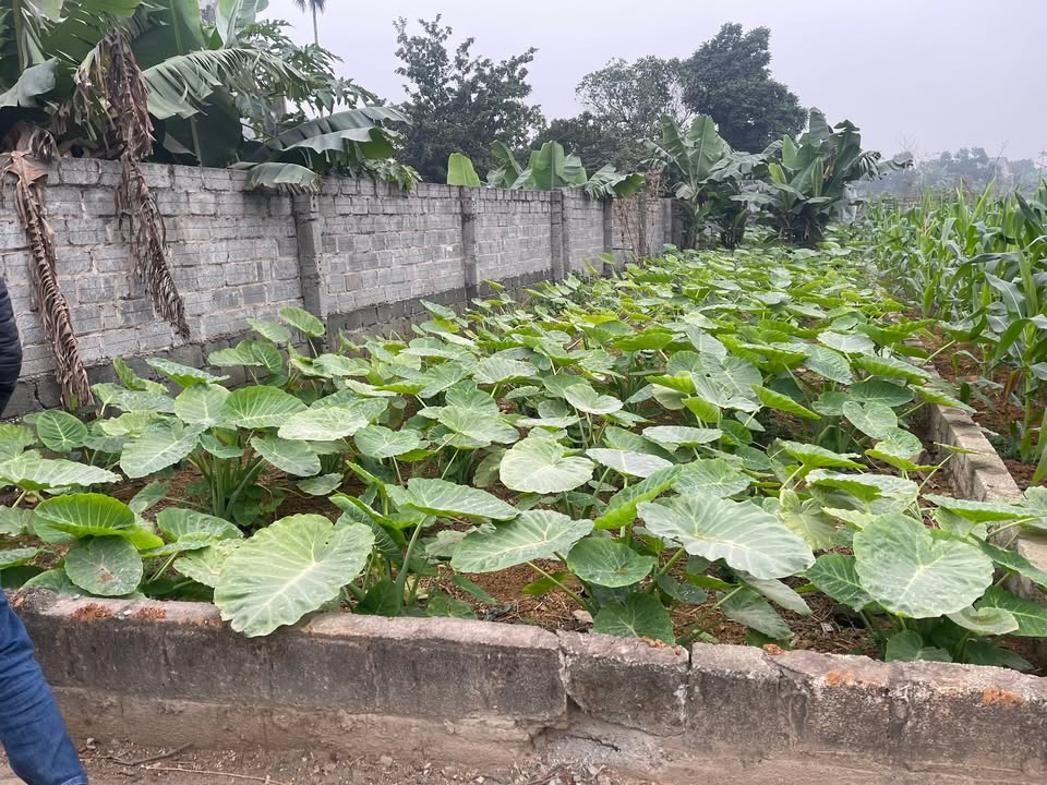 Đất 167m² Quốc Oai, Hà Nội - Đường ô tô tránh, Sổ đỏ sẵn