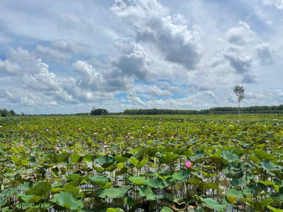 Đất Farm 10 Công Tại Phương Phú, Hậu Giang - Tiềm Năng Sinh Thái Lý Tưởng!