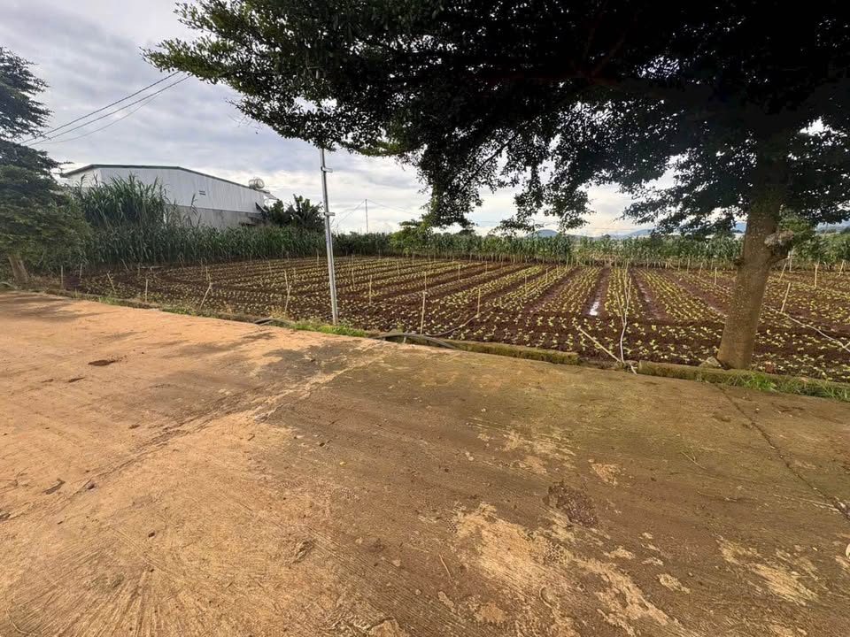 Lô đất hẻm hồ Nam Sơn Đức Trọng 115m² giá 1.1 tỷ - Đầu tư sinh lời ngay!