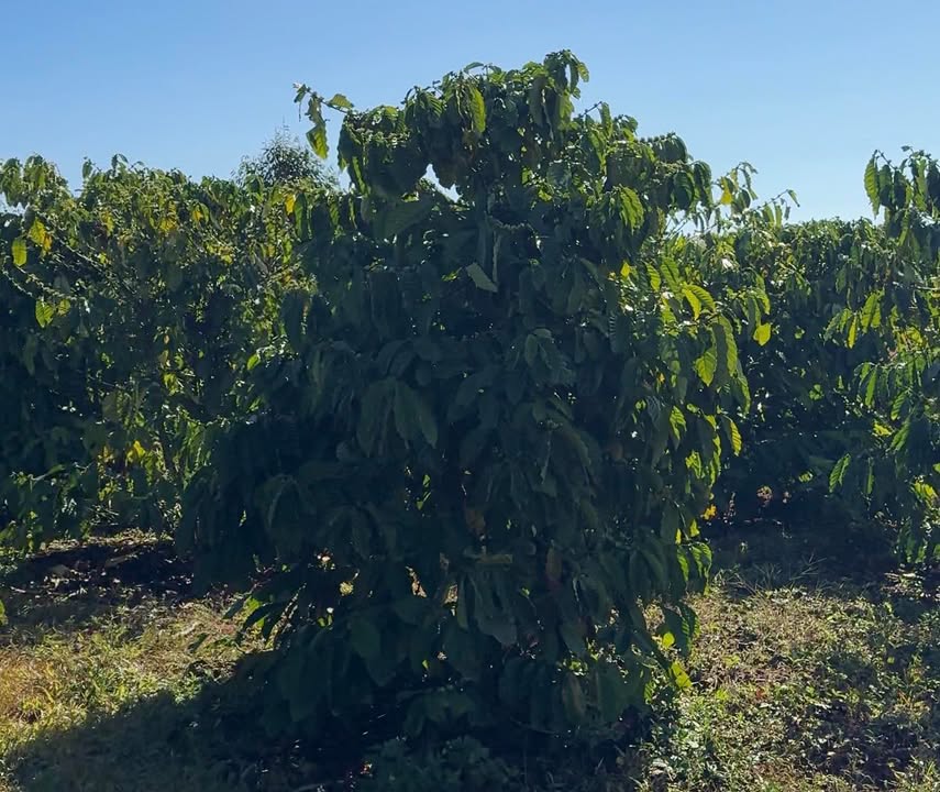 Lô đất nông nghiệp tại Xóm Bình Định, Gia Lai, 3312m², giá 2.7 tỷ - Đầu tư sinh lời ngay!