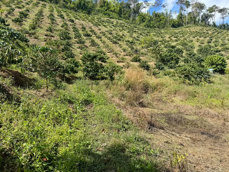 Vườn cà phê 3ha Đam Rông Lâm Đồng giá 3.7 tỷ - Pháp lý rõ ràng!