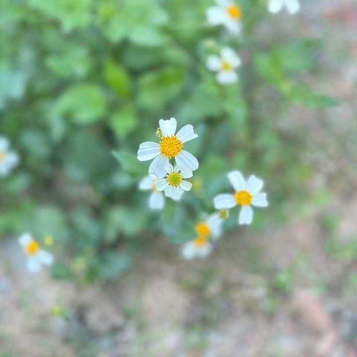 Đất thổ cư Xuân Tự 1, Vạn Hưng 400m² giá chỉ 2.4 tỷ - Gần biển, đầu tư sinh lời!