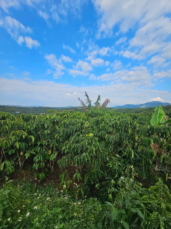 Đất nền Lộc An 1338m² giá 850 triệu - Cơ hội đầu tư sinh lời!