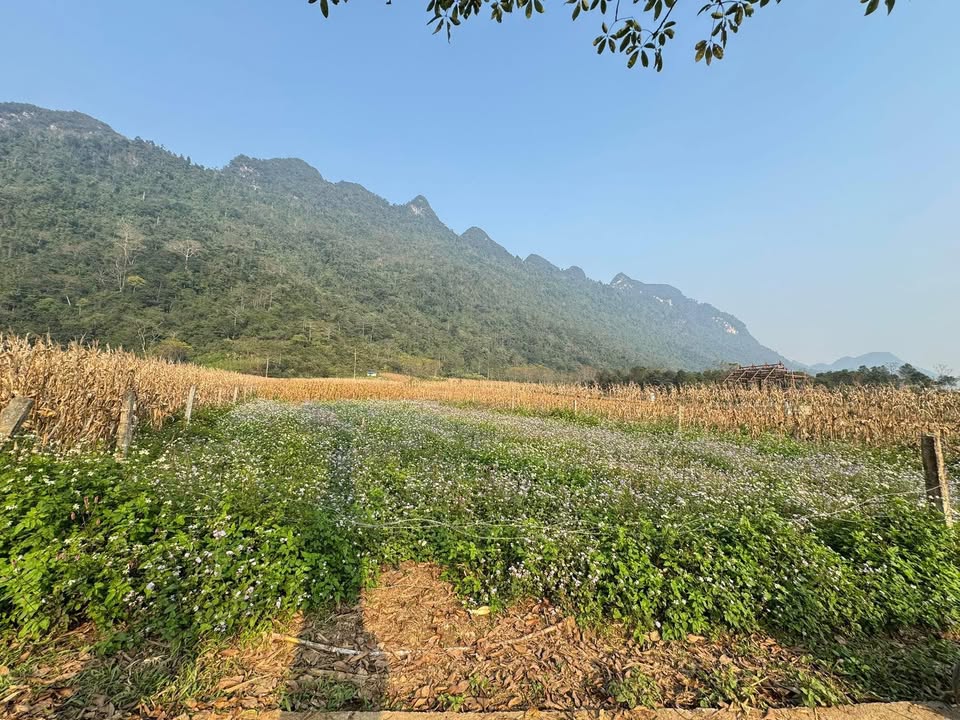 Đất nền xã Phong Quang, huyện Vị Xuyên 1000m² - Giá chỉ 400 triệu!