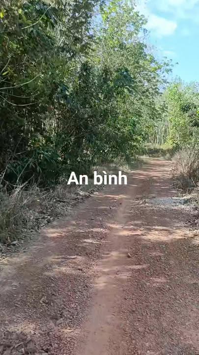 Đất nông nghiệp 2,5 sào An Bình, Phú Giáo giá 1,35 tỷ - Vị trí đắc địa